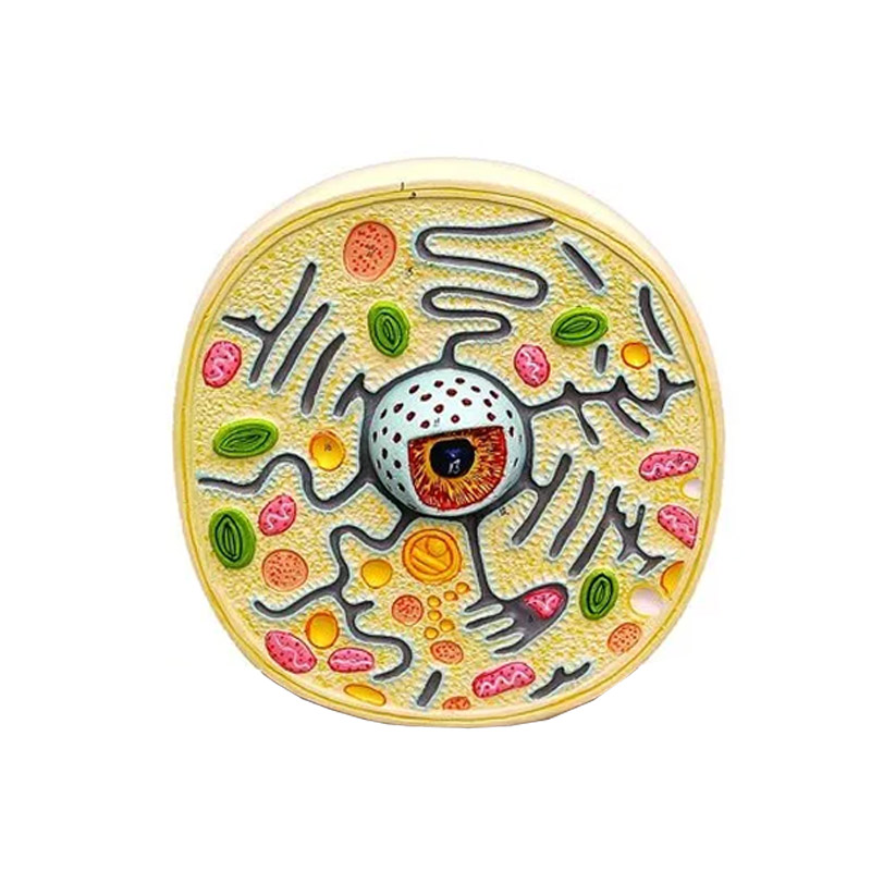 Animal Cell Model