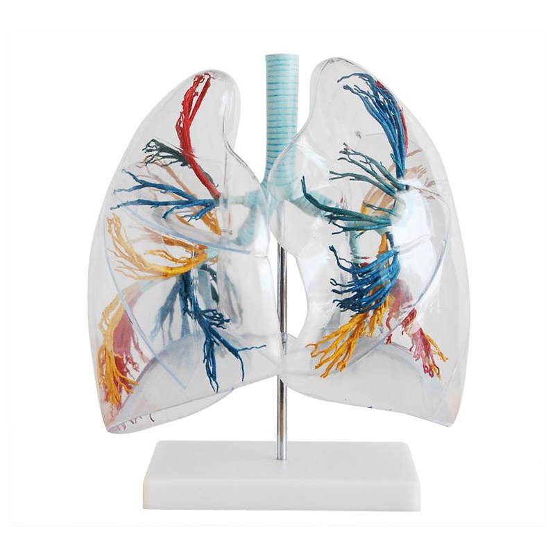 Model of Transparent Lung Segment