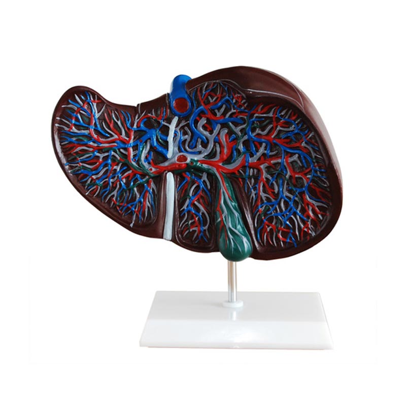 Secondaries in Liver Model