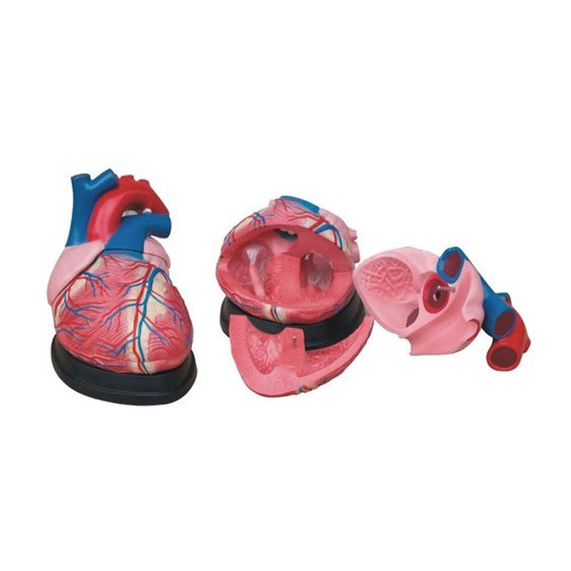 Jumbo Heart Model