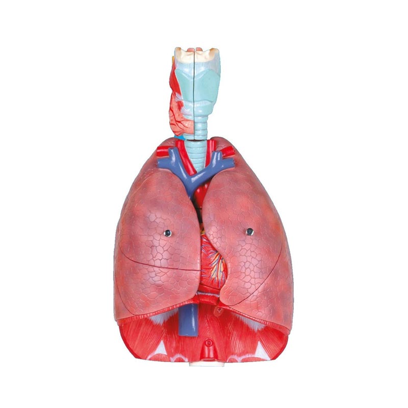 Secondaries in Lung Model