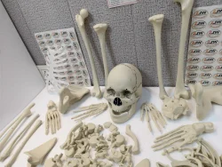Bones (INDIAN) Disarticulated