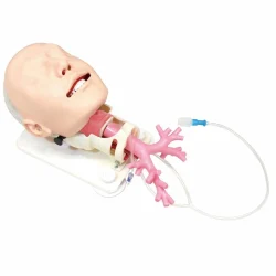 Models For Various Organs Fibre