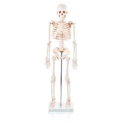 Skeleton Human With Stand