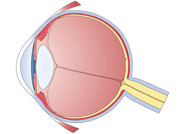Schematic eye Model