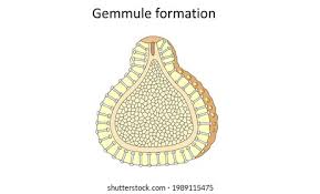 Gemmules