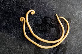 Ascaris
