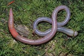 Pheretima (Earthworm)