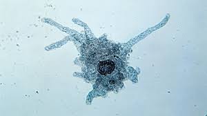 Amoeba