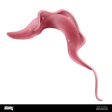Trypanosoma