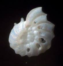 Polystomella