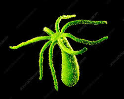 Hydra