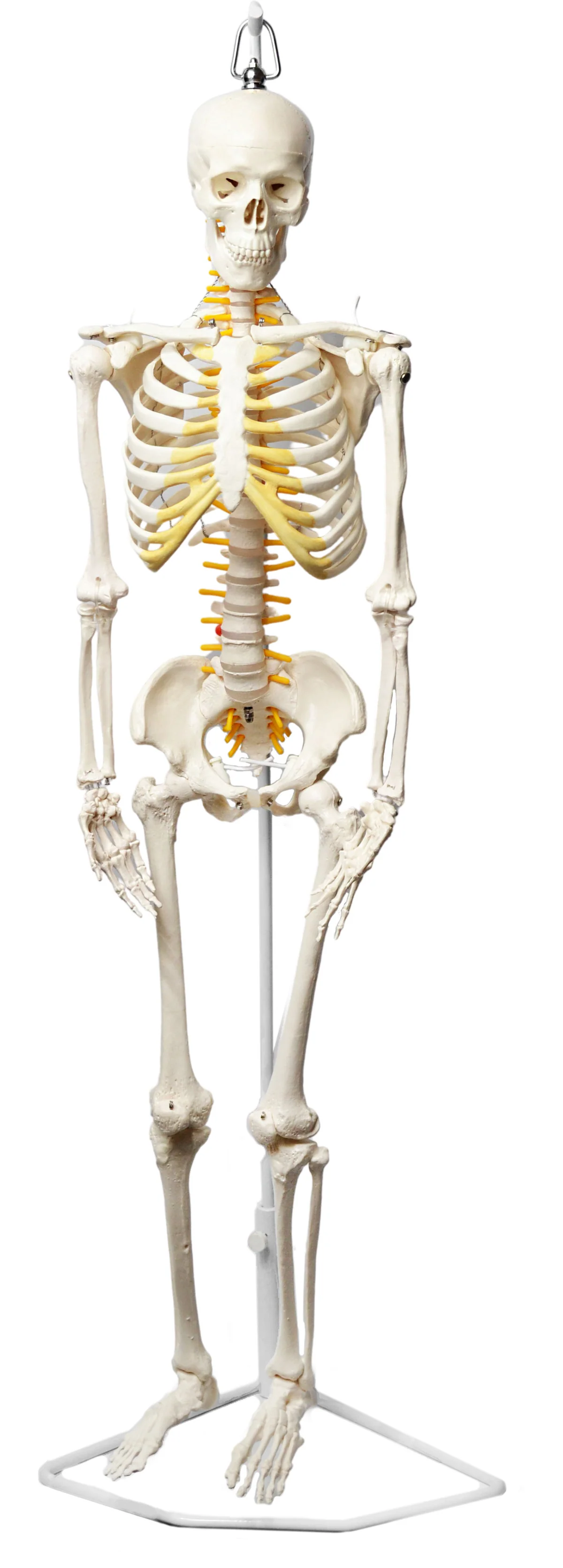 Skeleton