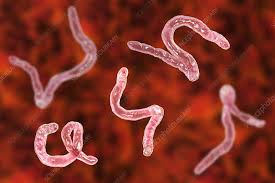 Ancylostoma