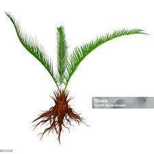 Coloroids Roots