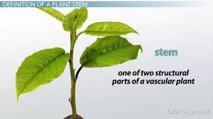 Stem