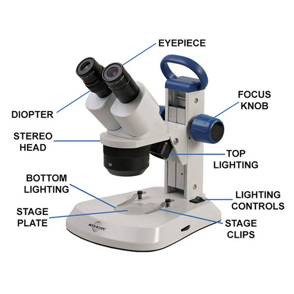 Dissection microscope
