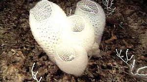 Euplectella