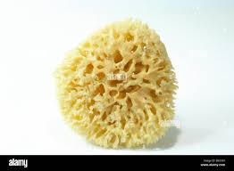 Euspongia