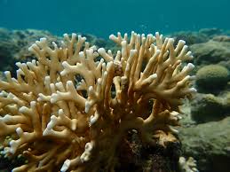 Millipora