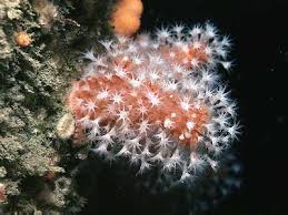 Alcyonium
