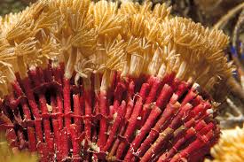 Tubipora