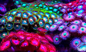 Zoanthus