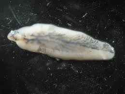 Fasciola