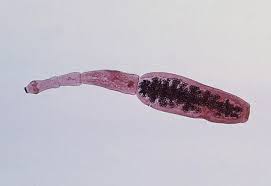 Echinococcus