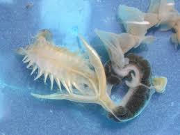 Chaetopterus