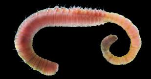 Arenicola