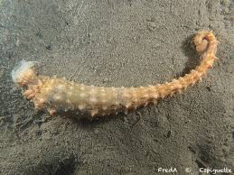 Pontobdella