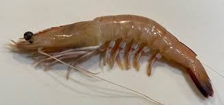 Prawn