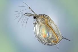 Daphnia