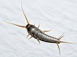 Lepisma