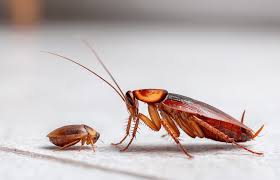 Cockroach