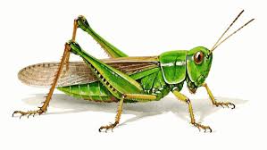 Grasshopper