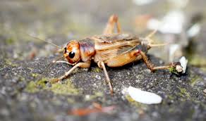 Gryllus