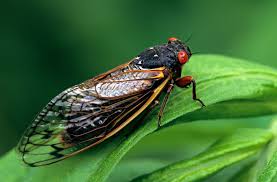 Cicada