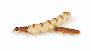 Termite Queen