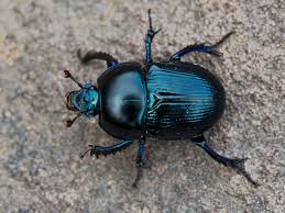 Beetle