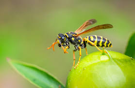 Wasp