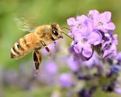 Honey Bee