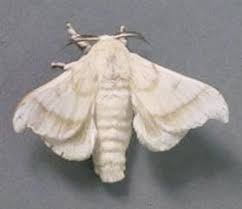 Bombyx