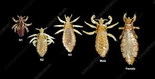 Body Louse
