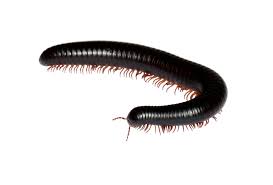 Millipede