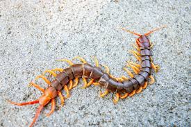 Centipede