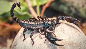 Scorpion
