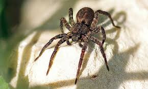 Spider