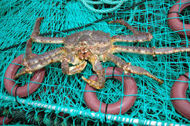 King Crab